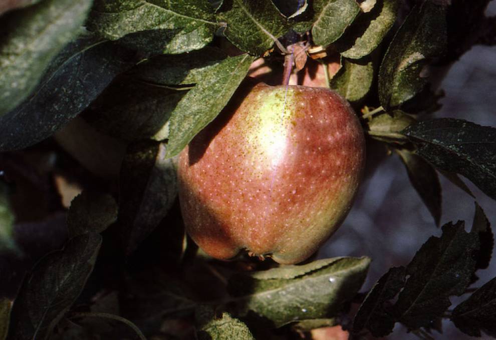 Gowan apple mite bronzing
