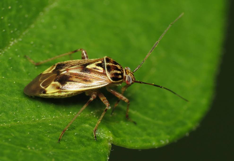Beleaf tarnished-plant-bug