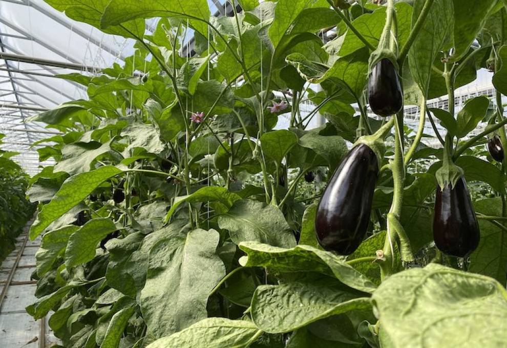 Bioceres Eggplant Doefs greenhouse
