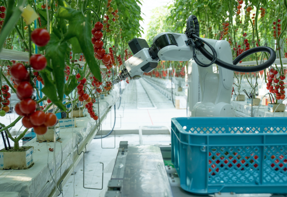 Robot picking fruit in greenhouse