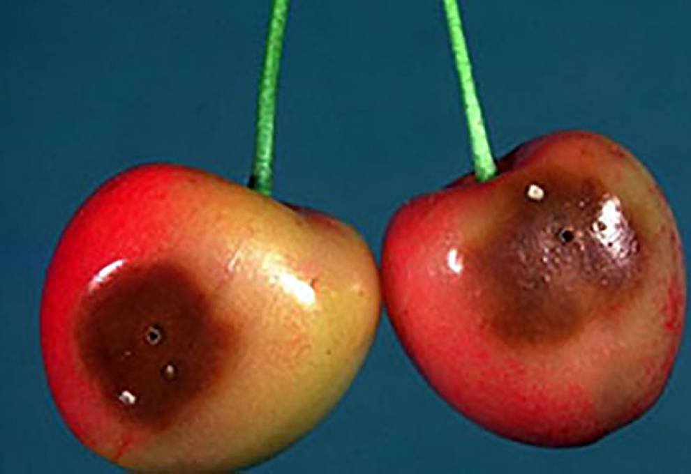 Figure 1. Damage on cherry. Larvae exiting the cherry fruit (a) and exit holes (b).