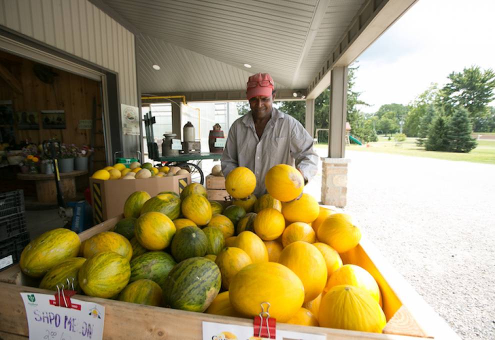 This seasonal agricultural worker, Kishore Kadill, is replenishing the supply of canary melons. Sweeter than cantaloupe, canary melons can test as high as 17 degrees brix.