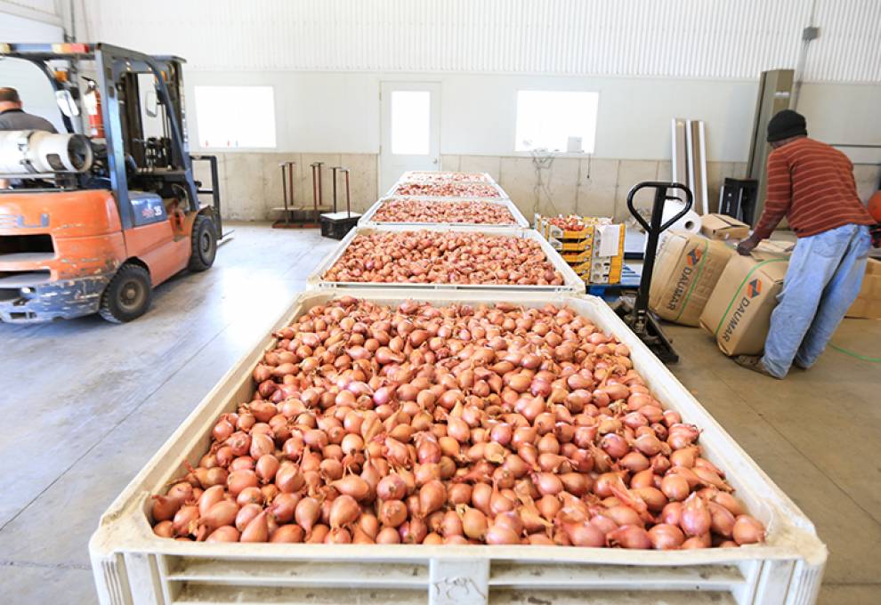 Bulk shallots are ready for the packing line.