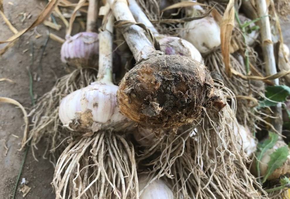 Garlic nematode