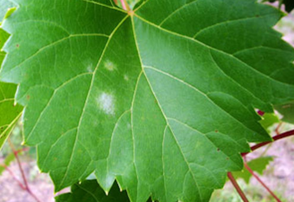 Diseased bush leaf