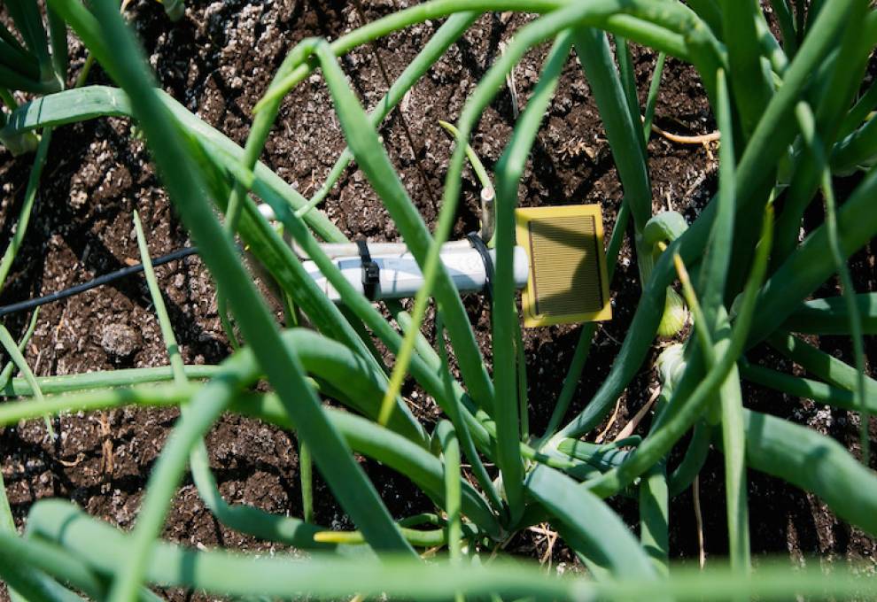 A leaf wetness sensor is used in forecasting systems at the Muck Crops Research Station to monitor leaf wetness in the canopy of the crop. When the sensor surface is wet, it completes an electric circuit and gives a numeric value which is recorded on the data logger. The values are used to determine a time period for when the canopy of a crop is wet or dry. And hence, when it is best to spray. A grower may choose to use a biopesticide at a lower risk level than a conventional product.