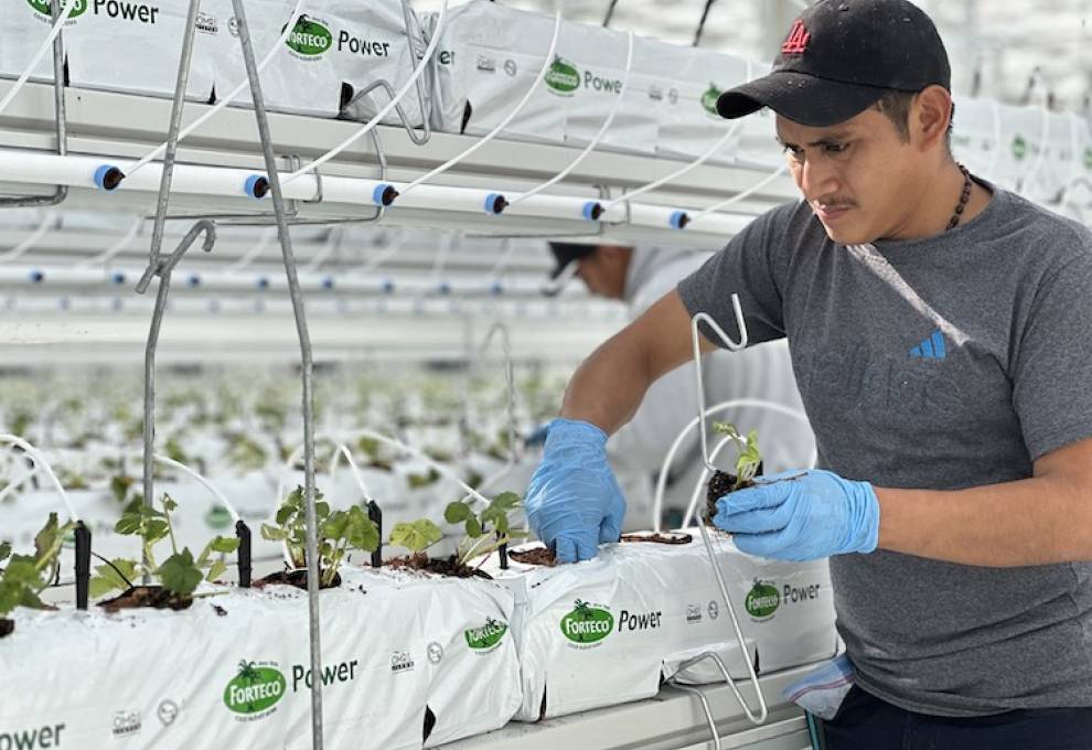 Nature Fresh Farms is expecting its first crop of organic greenhouse-grown strawberries in its Delta, Ohio facility in the fall of 2023.