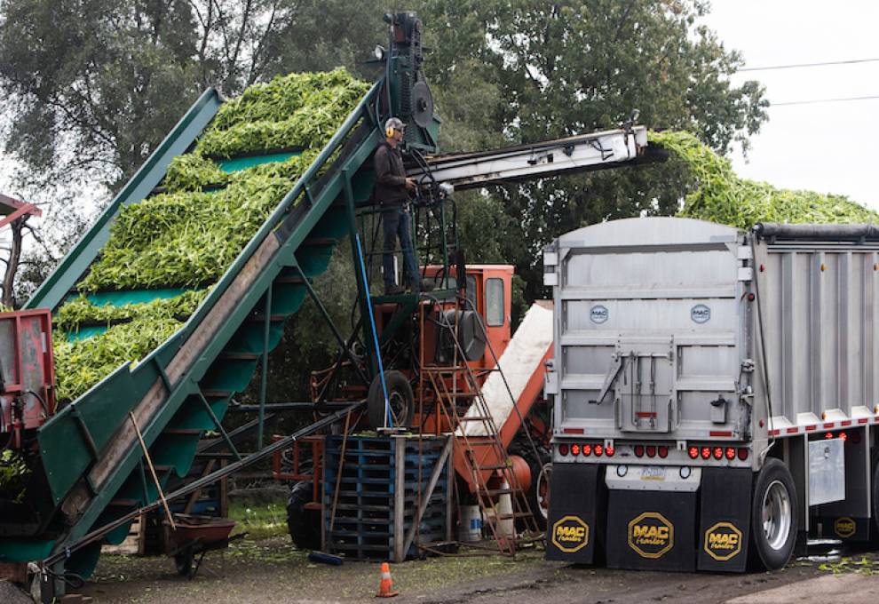 Ontario-grown celery is destined for a Pennsylvania processing plant. Photo by Glenn Lowson. 
