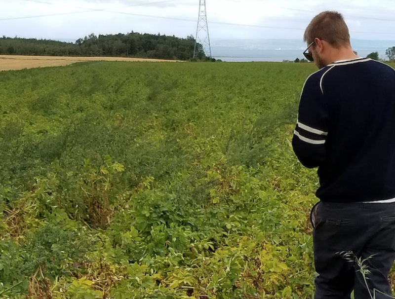 Luc Berube scouting potato field