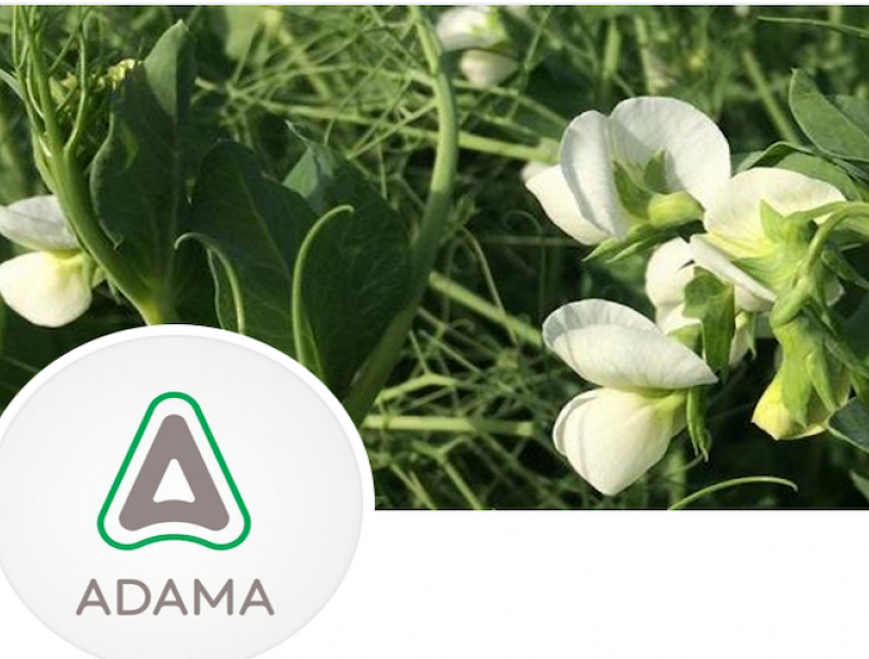 ADAMA Logo