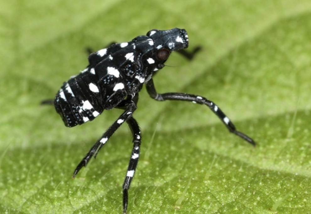 Spotted lanternfly has four nymphal stages called instars. The first three instars are black with white spots. 