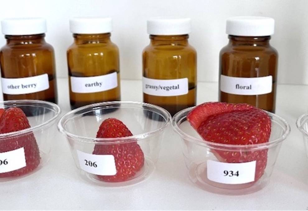Aroma references along with strawberry samples used in training.