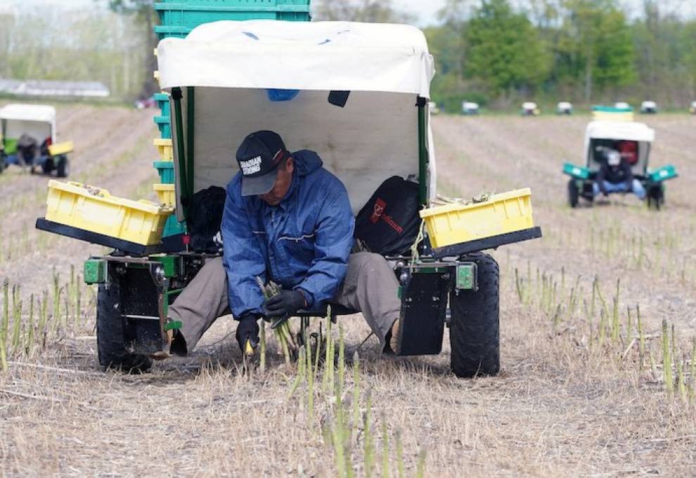 Electric harvesting carts are used to pick asparagus at Sandy Shore Farms, Port Burwell, Ontario. Photo by Jeff Tribe. 
